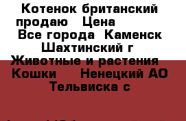 Котенок британский продаю › Цена ­ 3 000 - Все города, Каменск-Шахтинский г. Животные и растения » Кошки   . Ненецкий АО,Тельвиска с.